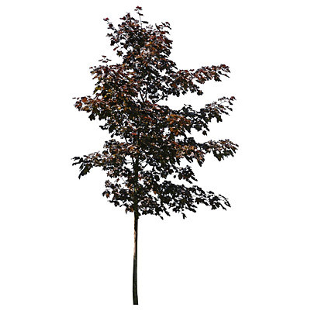  https://p.turbosquid.com/preview.turbosquid.com/Preview/2014/08/01__17_25_29/Trees 2-17 TS.jpg3421c1b0-1f68-4867-b437-9391e461515fLarger/jpg/1217967445/1920x1080/fit_q87/cea03be1e4049dfb9321ee8bf9ee5c1aeb1bb891/Trees 2-17 TS.jpg3421c1b0-1f68-4867-b437-9391e461515fLarger.jpg
